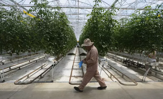 A worker walks along tomato plants at a greenhouse of the Veggie Prime tomato farm, which exports to the United States, in Ajuchitlan, Mexico, Wednesday, July 23, 2025. (AP Photo/Marco Ugarte)
