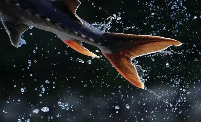 The powerful tail of a sturgeon propels the fish airborne, Wednesday, July 23, 2025, in Augusta, Maine. (AP Photo/Robert F. Bukaty)
