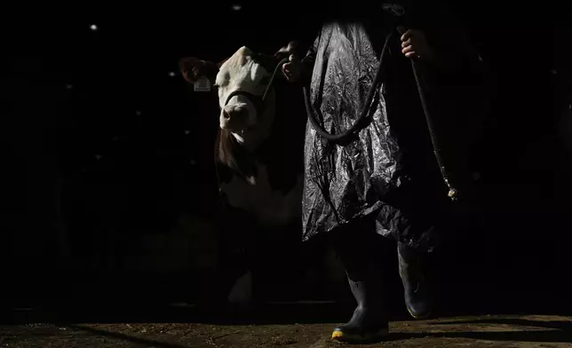 A farm worker leads a cow during the Rural Society's annual exposition in Buenos Aires, Argentina, Friday, July 18, 2025. (AP Photo/Natacha Pisarenko)