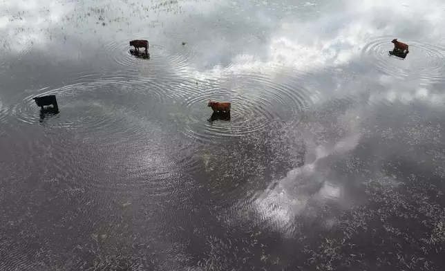 Cows stand in floodwaters at a farm in Buenos Aires province, Argentina, Friday, July 25, 2025. (AP Photo/Natacha Pisarenko)