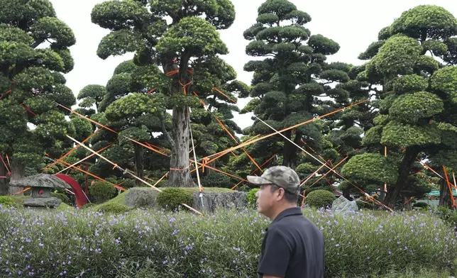 Trees are anchored and tied together at a bonsai garden as protection from tropical storm Wipha in Hanoi, Vietnam on Tuesday, July 22, 2025. (AP Photo/Hau Dinh)
