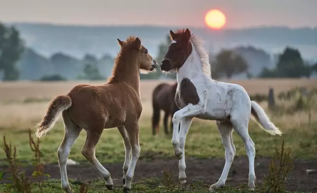 Young Icelandic foals play at a stud farm in Wehrheim near Frankfurt, Germany, as the sun rises on Thursday, July 17, 2025. (AP Photo/Michael Probst)