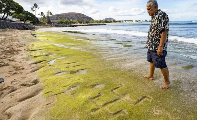 Cultural practitioner Glen Kila walks around the petroglyphs carved into the rock at Pokai Bay during low tide, July 22, 2025, in Waianae, Hawaii. (AP Photo/Mengshin Lin)