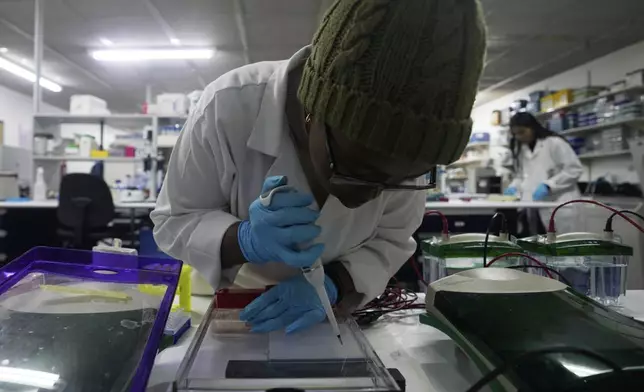 A laboratory technician Nozipho Mlotshwa works on samples at the Wits laboratory Antiviral Gene Therapy Research Unit, at University of the Witwatersrand Medical School, in Johannesburg, South Africa, Thursday, May 22, 2025. (AP Photo/Themba Hadebe)