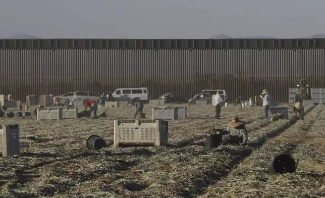 Seasonal laborers harvest onions on a privately owned ranch along the southern U.S. border in an unincorporated area 15 miles west of Columbus, N.M., on June 12, 2025. (AP Photo/Morgan Lee)