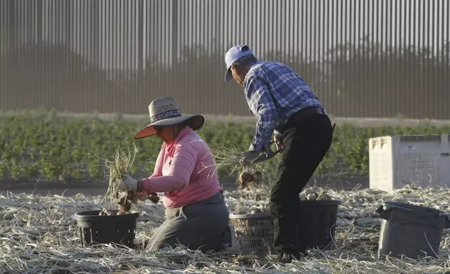 Seasonal laborers harvest onions on a privately owned ranch along the southern U.S. border in an unincorporated area 15 miles west of Columbus, N.M., on June 12, 2025. (AP Photo/Morgan Lee)