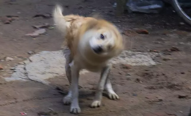 Shyam, the dog, shakes off water from his body after being bathed by Babu Tamang in Kathmandu, Nepal, on Sunday, July 13, 2025.(AP Photo/Niranjan Shrestha)