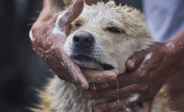 Babu Tamang gives a bath to his dog Shayam in Kathmandu, Nepal, Sunday, July 13, 2025. (AP Photo/Niranjan Shrestha)