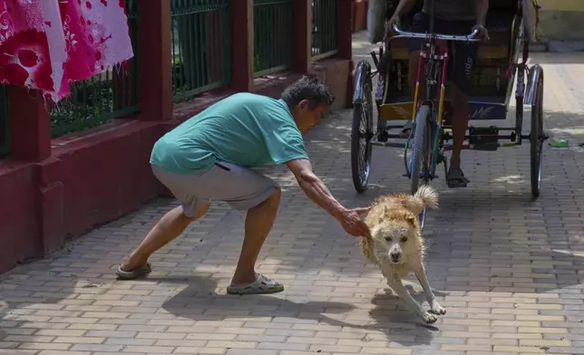 Babu Tamang tries to catch his canine Shayam to give him a bath in Kathmandu, Nepal, Sunday, July 13, 2025. (AP Photo/Niranjan Shrestha)