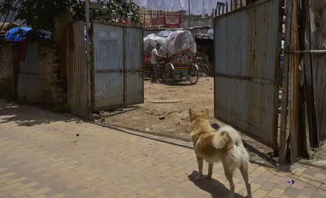 Babu Tamang pulls out his rickshaw while his canine Shayam waits nearby in Kathmandu, Nepal, Thursday, July 3, 2025. (AP Photo/Niranjan Shrestha)