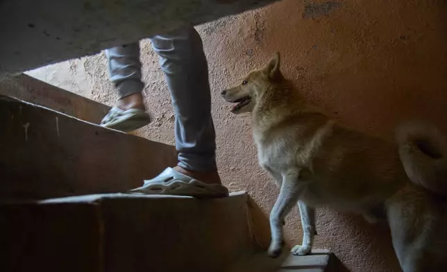 Shayam, the dog follows Babu Tamang from their small rented house as he leaves for work, in Kathmandu, Nepal, Thursday, July 3, 2025. (AP Photo/Niranjan Shrestha)