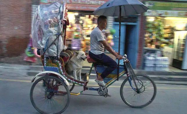 Babu Tamang and his dog Shayam return home after work in Kathmandu, Nepal, Thursday, July 24, 2025. (AP Photo/Niranjan Shrestha)