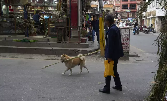 Shayam, Babu Tamang's canine plays with a stick on the street of Thamel in Kathmandu, Nepal, Thursday, July 24, 2025. (AP Photo/Niranjan Shrestha)