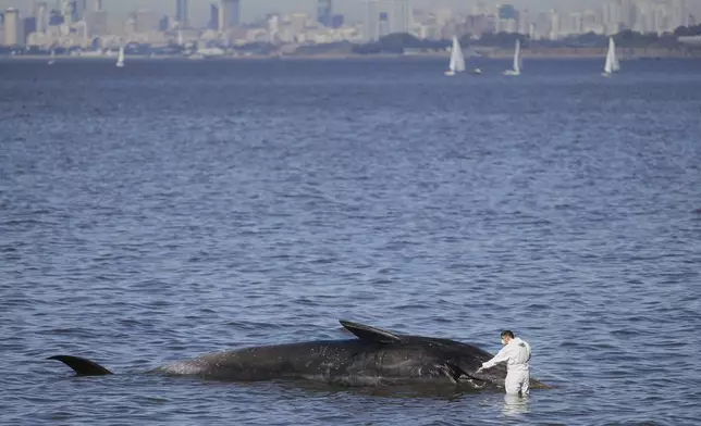 A coastal police officer approaches a presumed-dead whale on the shores of Vicente Lopez, Argentina, on the outskirts of Buenos Aires, Wednesday, July 9, 2025. (AP Photo/Natacha Pisarenko)
