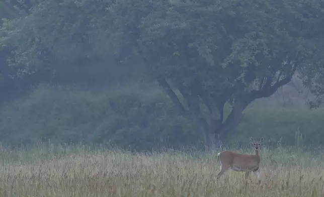 A deer stands in a field hazy with wildfire smoke the day after a shooter ambushed and killed multiple firefighters responding to a wildfire at Canfield Mountain Monday, June 30, 2025, in Coeur D'Alene, Idaho. (AP Photo/Lindsey Wasson)