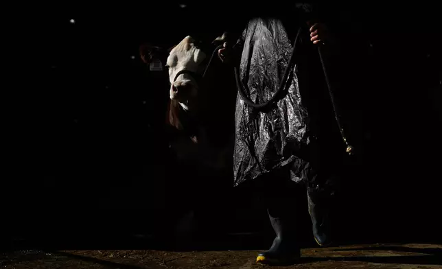 A farm worker leads a cow during the Rural Society's annual exposition in Buenos Aires, Argentina, Friday, July 18, 2025. (AP Photo/Natacha Pisarenko)