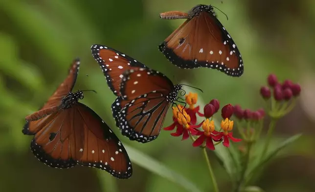 Butterflies gather around flowers along the Riverwalk, Friday, July 18, 2025, in San Antonio. (AP Photo/Eric Gay)