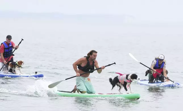 Benn Gray and Boo, centre, take part in the Guinness World record attempt for 'The fastest 50m on a paddle board by a human/dog pair' at Dog Masters Festival a dog on a paddle board contest near Poole in Dorset, England, Sunday, July 27, 2025. (AP Photo/Kirsty Wigglesworth)
