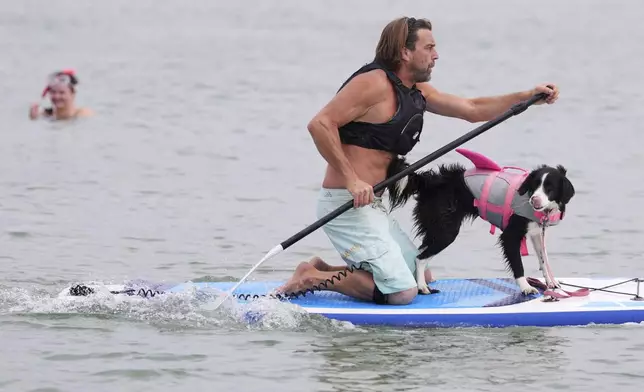 Benn Gray and Boo compete at Dog Masters Festival a dog on a paddle board contest near Poole in Dorset, England, Sunday, July 27, 2025. (AP Photo/Kirsty Wigglesworth)