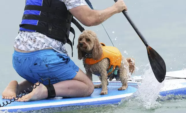 Nick Robinson and Leon the Lion compete at Dog Masters Festival a dog on a paddle board contest near Poole in Dorset, England, Sunday, July 27, 2025. (AP Photo/Kirsty Wigglesworth)