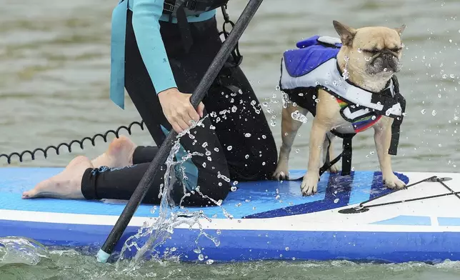 Perdita Lawton and Stella compete at Dog Masters Festival a dog on a paddle board contest near Poole in Dorset, England, Sunday, July 27, 2025. (AP Photo/Kirsty Wigglesworth)