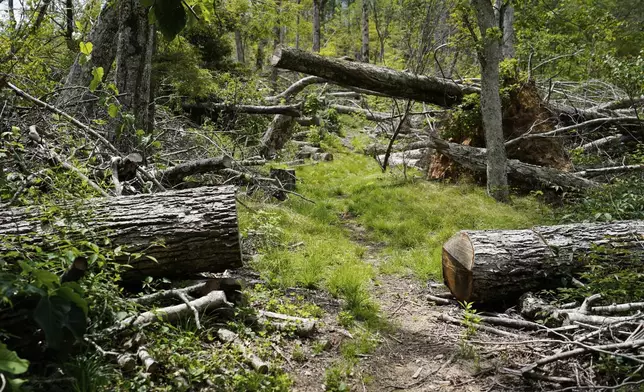 Fallen trees are seen near the Cherry Gap Shelter along the Appalachian Trail, July 22, 2025, in Unicoi, Tenn. (AP Photo/Erik Verduzco)