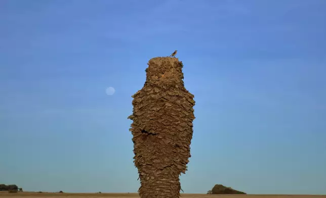 A bird perches on the trunk of a dead palm tress, near Peaje Mendoza, in Florida, Uruguay, Wednesday, July 9, 2025, as thousands of palm trees in the South American country have been devoured by the red palm weevil since its unexplained arrival from Southeast Asia in 2022. (AP Photo/Matilde Campodonico)