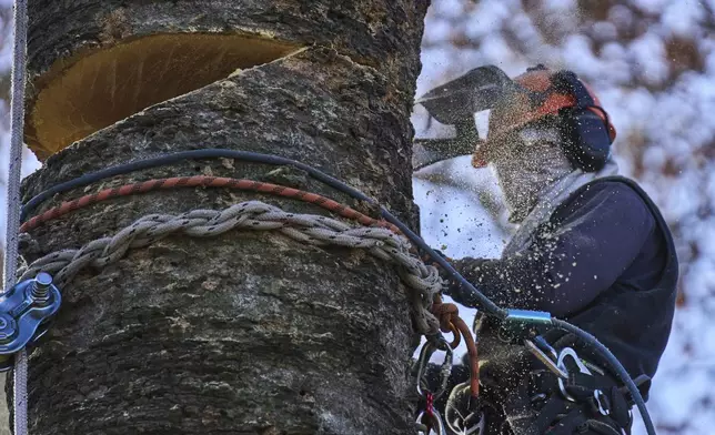 Gardener Maximiliano Arebalo bucks a dead palm tree in Montevideo, Uruguay, Thursday, July 10, 2025, as thousands of palm trees in the South American country have been devoured by the red palm weevil since its unexplained arrival from Southeast Asia in 2022. (AP Photo/Matilde Campodonico)