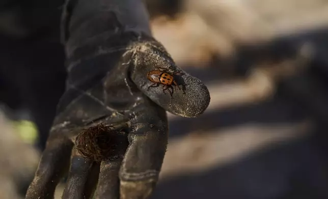 A gloved gardener holds a red palm weevil and its cocoon found during the bucking of a tree in a private garden in Montevideo, Uruguay, Thursday, July 10, 2025, as thousands of palm trees in the South American country have been devoured by the insect since its unexplained arrival from Southeast Asia in 2022. (AP Photo/Matilde Campodonico)
