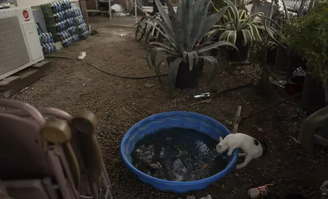 A cat drinks from a small plastic pool outside a mobile home as cases of bottled water, provided by the mobile home park owner, are stacked nearby in Oasis, Calif., Wednesday, Oct. 30, 2024. (AP Photo/Jae C. Hong)