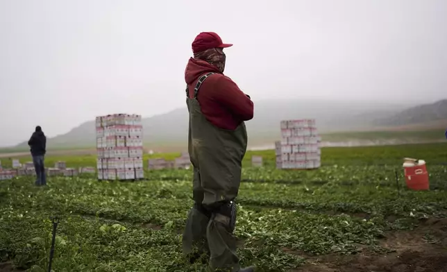 A worker looks on from a field as the immigrant and farmworker advocacy group TODEC hosts a Know Your Rights session in Lakeview, Calif., Tuesday, April 15, 2025. (AP Photo/Jae C. Hong)