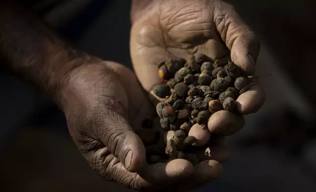 Coffee farmer Jose Natal da Silva holds coffee beans after harvesting them on his small farm in Porciuncula, Rio de Janeiro state, Brazil, Thursday, July 17, 2025. (AP Photo/Bruna Prado)