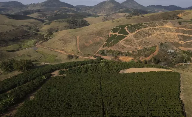 The sun shines over producer Jose Natal da Silva's coffee plantation in Porciuncula, Rio de Janeiro state, Brazil, Thursday, July 17, 2025. (AP Photo/Bruna Prado)