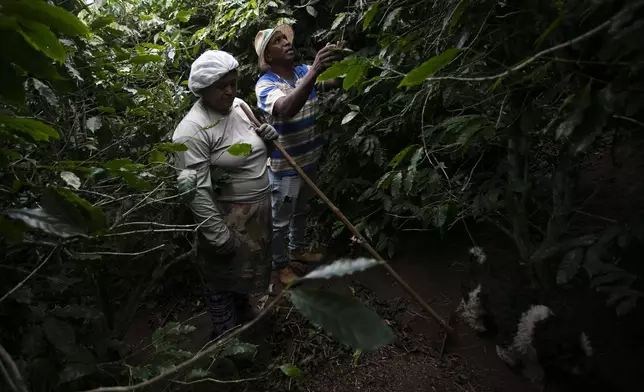 Coffee producer Jose Natal da Silva, right, and his wife Fernanda Marssola harvest coffee beans on their farm in Porciuncula, Rio de Janeiro state, Brazil, Thursday, July 17, 2025. (AP Photo/Bruna Prado)