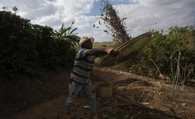 Coffee producer Jose Natal da Silva sifts coffee beans on his farm in Porciuncula, Rio de Janeiro state, Brazil, Thursday, July 17, 2025. (AP Photo/Bruna Prado)
