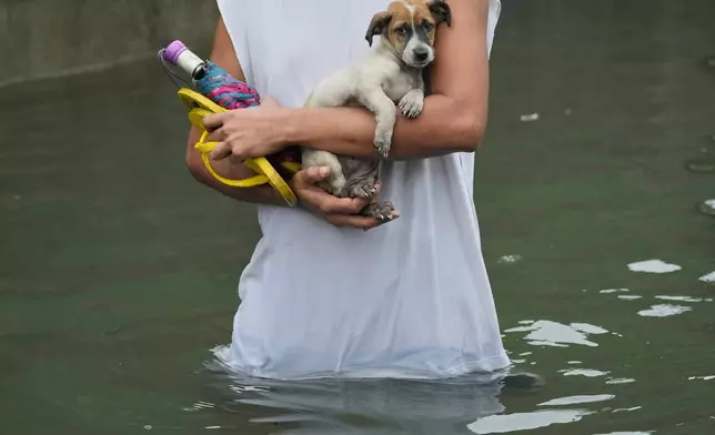 A puppy is carried by a man after being rescued from a flooded home as Typhoon Co-may intensified seasonal monsoon rains at Malabon city, Philippines on Friday, July 25, 2025. (AP Photo/Aaron Favila)