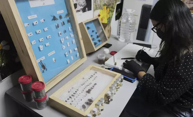 A specialist examines crawling creatures collected from clandestine graves as part of a research project to help locate missing people, in Guadalajara, Mexico, Friday, July 11, 2025. (AP Photo/Alejandra Leyva)