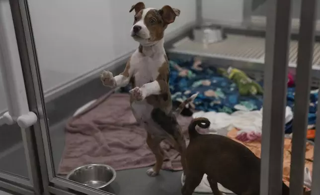Puppies transported from shelters affected by flooding in Texas stay in a kennel at PAWS Chicago Medical Center, Wednesday, July 16, 2025, in Chicago. (AP Photo/Erin Hooley)