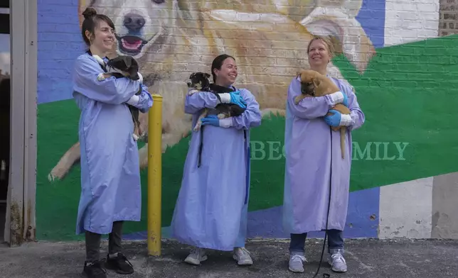From left; volunteers Melissa Speckman, Rachel Smith and Sarah Gibson hold puppies transported from shelters affected by flooding in Texas at PAWS Chicago Medical Center, Wednesday, July 16, 2025, in Chicago. (AP Photo/Erin Hooley)