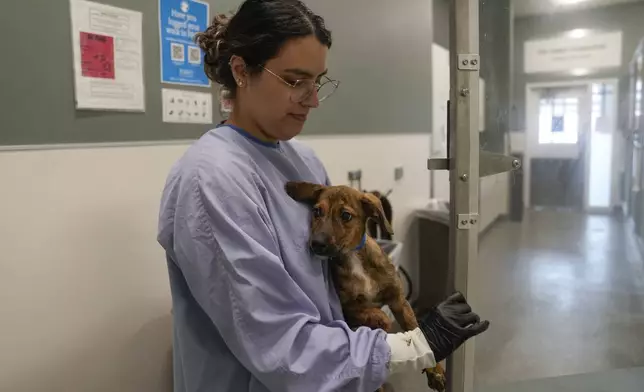 Intake coordinator Lily Tate-Soto places a puppy transported from a shelter affected by flooding in Texas into a kennel at PAWS Chicago Medical Center, Wednesday, July 16, 2025, in Chicago. (AP Photo/Erin Hooley)