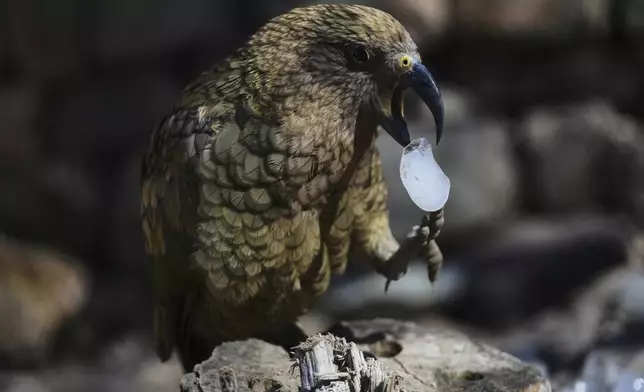 A kea parrot drops an ice cube that was brought to its enclosure on a hot and sunny day at the Zoo in Prague, Czech Republic, Tuesday, July 1, 2025. (AP Photo/Petr David Josek)