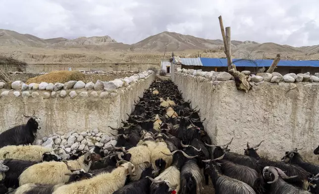 A herd of sheep passes through an alley as they are taken for grazing near the hills at the newly relocated settlement of the abandoned Samjung village in the Mustang region, 462 kilometers (288 miles) west of Kathmandu, Nepal, Saturday, April 19, 2025. (AP Photo/Niranjan Shrestha)