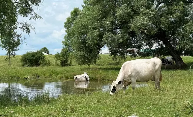 Cows graze on a dairy farm in Salisbury, Vt., on Tuesday, July 1, 2025. (AP Photo/Amanda Swinhart)