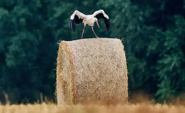 A stork stands on a straw bale on a field in the outskirts in Frankfurt, Germany, Monday, July 21, 2025. (AP Photo/Michael Probst)