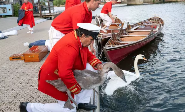 Swan uppers release mute swans back into the River Thames after checks, during the ancient tradition of Swan Upping, the annual census of the mute swan population on the River Thames in London, Monday, July 14, 2025.(AP Photo/Thomas Krych)