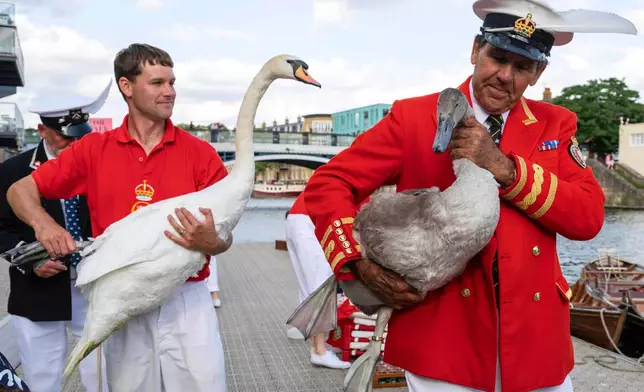 Swan uppers hold mute swans during the ancient tradition of Swan Upping, the annual census of the mute swan population on the River Thames in London, Monday, July 14, 2025.(AP Photo/Thomas Krych)