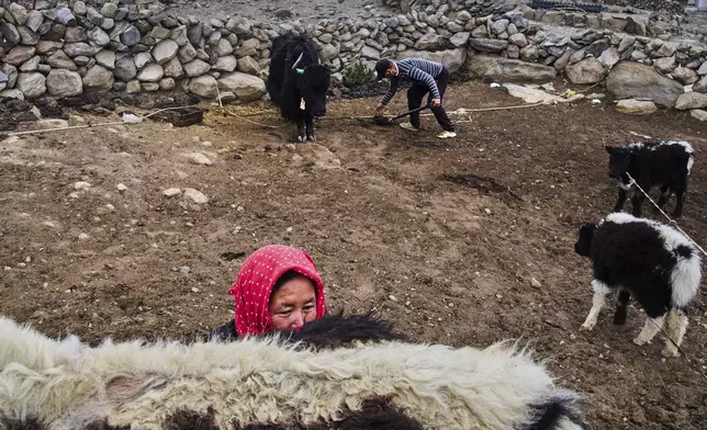 Tanzin Dolma milks a yak as her husband, Punchuk Namdol, collects yak dung in the background on an early morning in Maan village, Ladakh, India, Tuesday, July 8, 2025. (AP Photo/Dar Yasin)