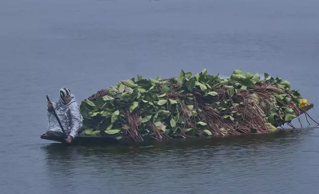 A Kashmiri woman rows a boat filled with fodder for cattle as it rains on the Dal Lake in Srinagar, Indian controlled Kashmir, Wednesday, July 30, 2025. (AP Photo/Dar Yasin)