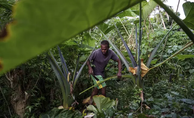 Kaltang Laban farms on Pele Island, Vanuatu, Thursday, July 17, 2025. (AP Photo/Annika Hammerschlag)