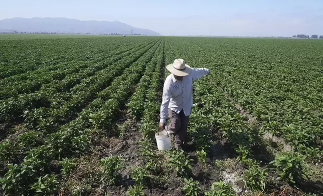 Sergio Madrigal works on a farm field Friday, July 11, 2025, in Camarillo, Calif. (AP Photo/Damian Dovarganes)